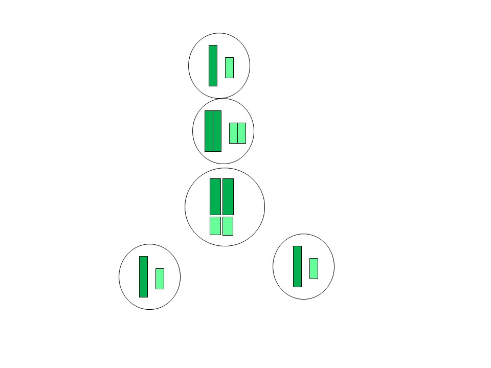 mitosis-with-x-and-y